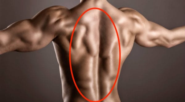 スクワット効果で鍛えられる筋肉：背筋（特に脊柱起立筋）