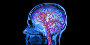 クレアチンの効果⑥「脳機能のサポート」