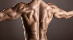 脊柱起立背筋（背中の中央に位置する筋肉）