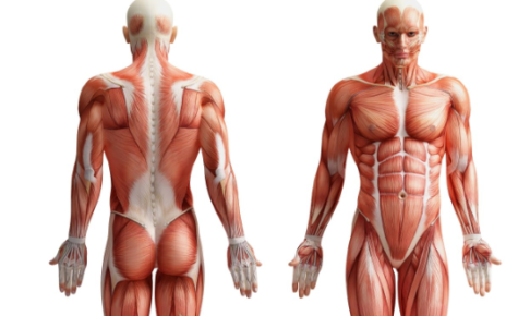 全身の筋肉を 体積 から見るトップ6選 名称 鍛え方を確認して大きな筋肉を鍛えよう Steady Magazine