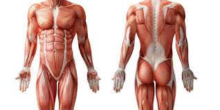 体積の大きい筋肉を鍛える筋トレ効果とは？
