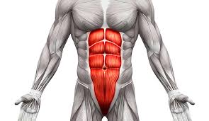 上半身の主要な筋肉⑦「腹直筋」