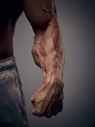 前腕を太くしたいのであれば「腕橈骨筋」を鍛えるのがおすすめ！