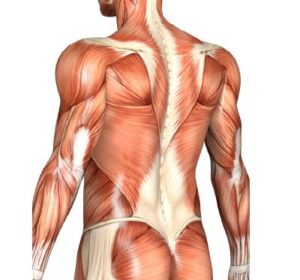「デッドリフト」で鍛えられる部位・筋肉について